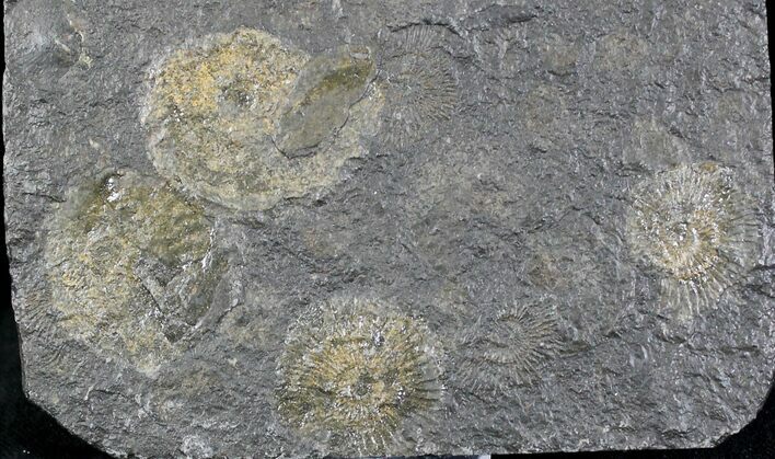 Dactylioceras Ammonite Cluster - Posidonia Shale #23103